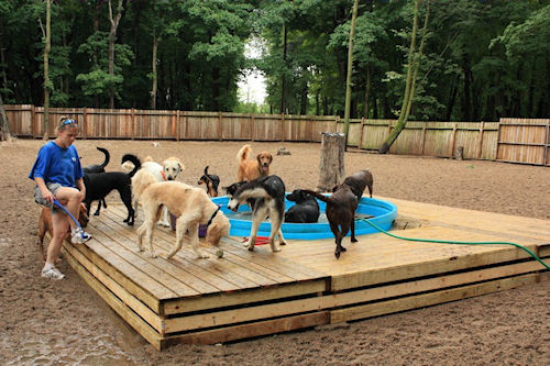 how much does it cost to open a doggy daycare
